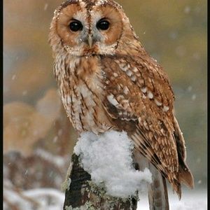 Meet your Posher, April